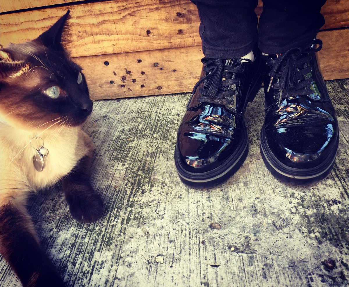 GatrineDeMew's tweet photo. Mi nuevo compañero de trabajo en @BoutiqueCalacat #Nico #mivecinonico #compañerodetrabajo #workingcat #cat #gato #catlover #calacat #siamesecat https://t.co/2AqnUlCBPQ