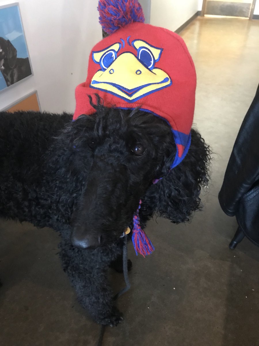 FetchBistro's tweet photo. A sad Jayhawks fan still had fun watching the game at Fetch! https://t.co/vskHVXGBjD