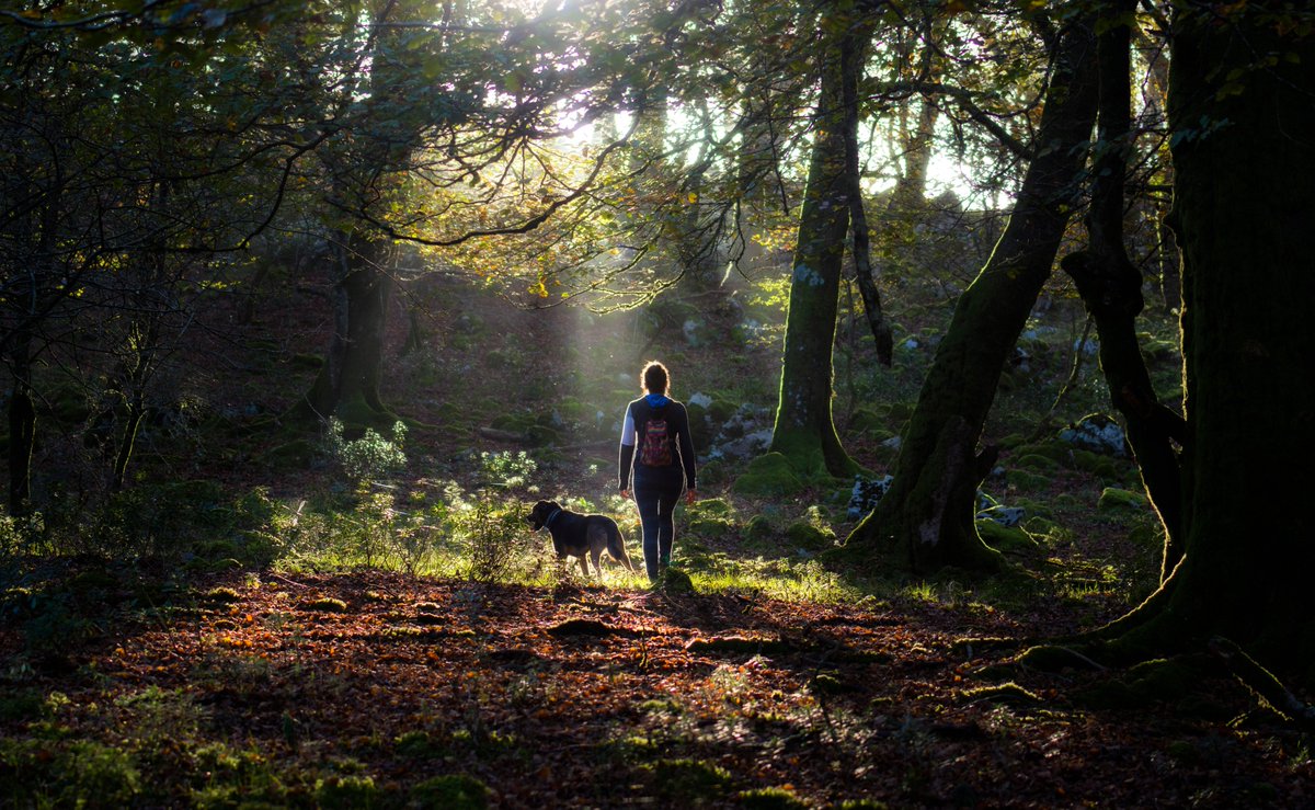 Delphine in the forest
