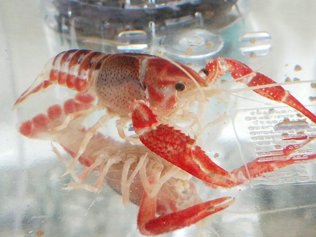 りず タイゴースト のザクロ シザー のサラダ タイゴースト あと2匹の名前が未だに決まらない 夏 越しの次は無事に冬越ししますように ザリガニ