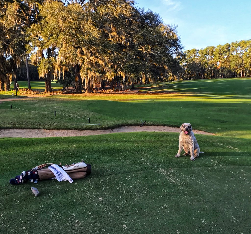 JayRevell's tweet photo. The perfect playing partner. Every walk is the best walk. ⛳️ #playorperish #thecourseiscalling https://t.co/avWc1ZYK5J