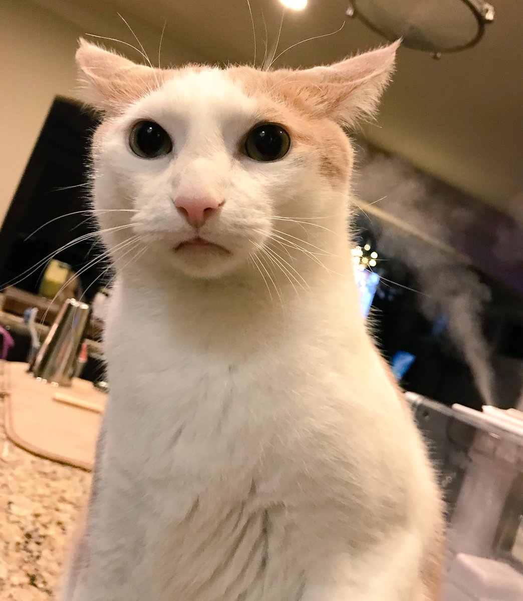 tickles_thecat's tweet photo. I’m adopted?!! ... @AJDinger #catdad #peoplecat #travelingtickles #grumpycatface @RealGrumpyCat https://t.co/DAO6iFq4TE
