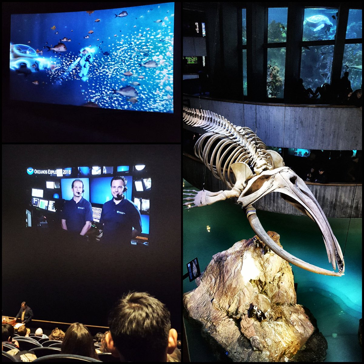 ANGARIocean's tweet photo. From the #underwater action of @TheDeepAnimated to #livefeed from the @oceanexplorer ship #Okeanos, the array of #marinelife at the @NEAQ & more - #BostonOceanDay was a fitting culmination to the #NOEF2018! #Thankyou again to all who contributed! #AllHandsOnDeck #oceanoptimism https://t.co/aMMEgDh7Q9