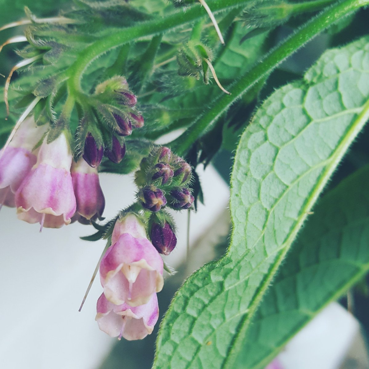 TheAlchemistD's tweet photo. Comfrey is used to heal strains, broken bones and other injuries. It contains allantoin, a compound that stimulates cell growth and is filled with minerals which also aid in the healing process. 🌿
#comfrey #knitbone #herbalist #herbalmedicine #forage #newzealand #herbs #salve https://t.co/CU2DOE8PaW