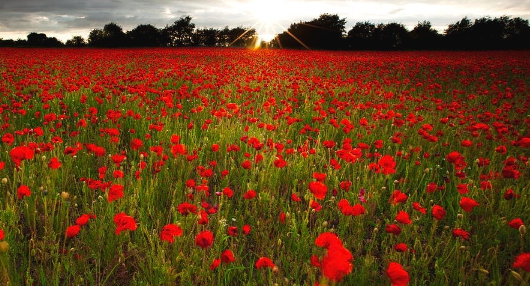 DrStephenDixon's tweet photo. Lest we forget https://t.co/eOcGdqWD9R