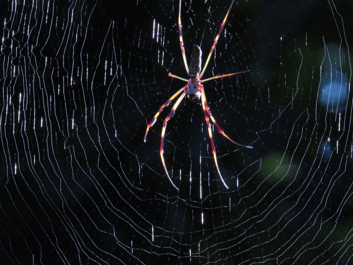 LuckerVeronica's tweet photo. not sure what kind of #spider this is but i  took an awesome #photograph and i do have a edited one on my #soundcloud for one of my #remixs https://t.co/KOtaQ6rf38