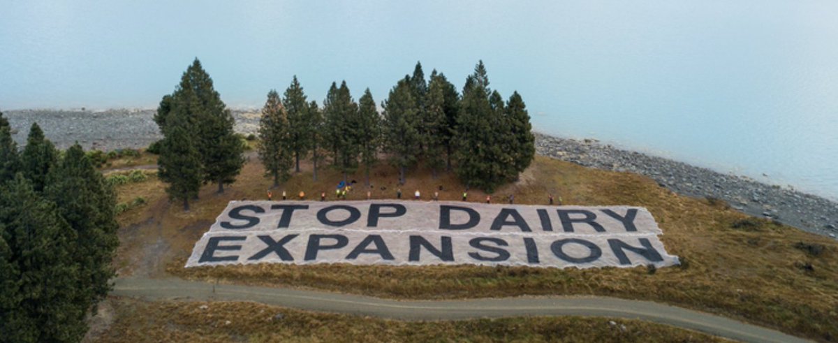 GreenpeaceNZ's tweet photo. PETITION: Call on the Mackenzie District Council to #SaveTheMackenzie from industrial dairy conversion: https://t.co/JWWe7gZoxF #TooManyCows https://t.co/rXc7O1Ddzo