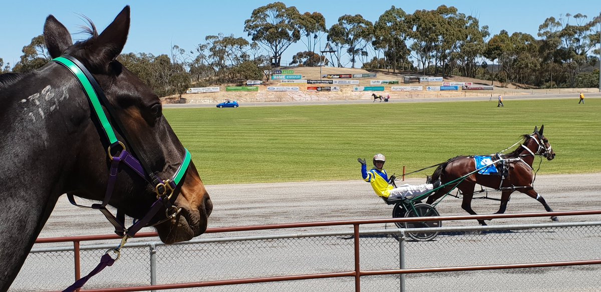 HRVHERO's tweet photo. HERO in training Highview Ruler testing out life after racing at St Arnaud Cup Day. #doingwell @TheTrotsComAu @grsugars @ZacZacp https://t.co/kLB5L4z8Sm