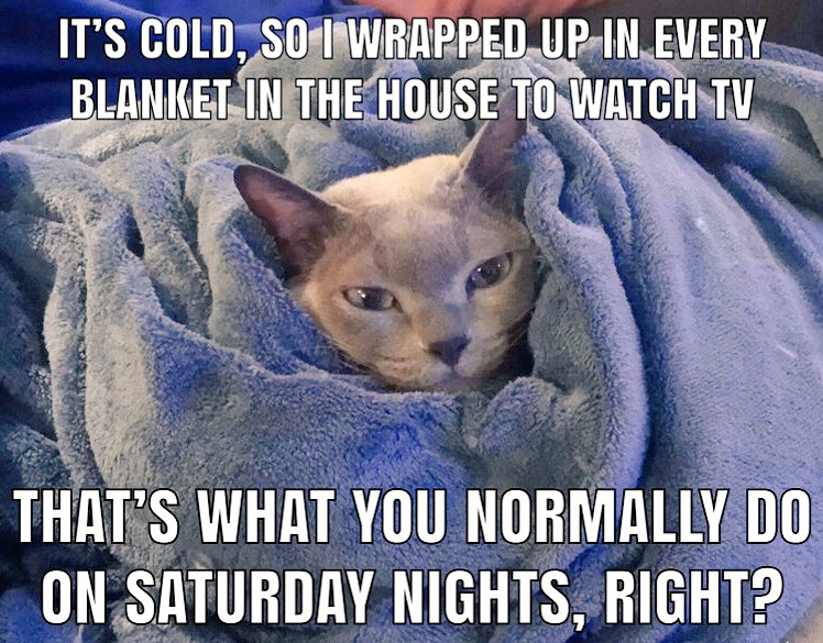Best Ever Cat Wrapped In Blanket Meme - Cat Picture