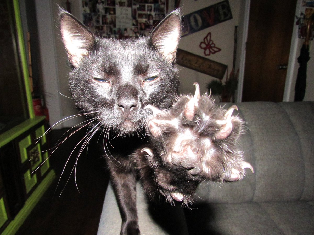 LuckerVeronica's tweet photo. it was #dark when I walked in my living room and ren was stretching and I snapped this #photograph of him and was amazed at the outcome of this picture ! #kittys #cats https://t.co/A7RkPHboI5