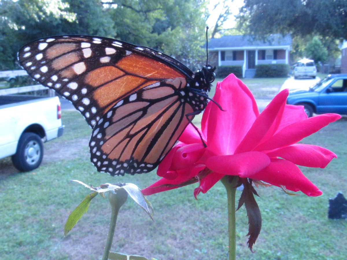 LuckerVeronica's tweet photo. helped this guy awhile ago his leg got ripped off so I saved him and put him on this #flower . #butterflys https://t.co/LJGVBrtBO3