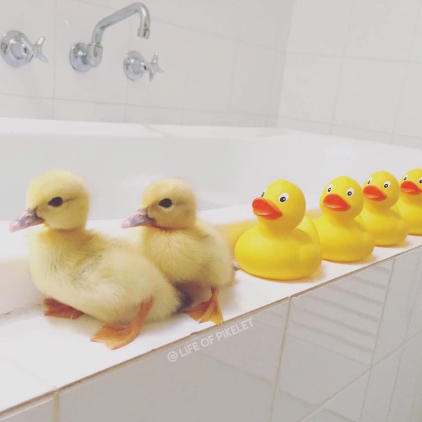 ducksoftheday's tweet photo. When you see it... https://t.co/pFrFajUyRW