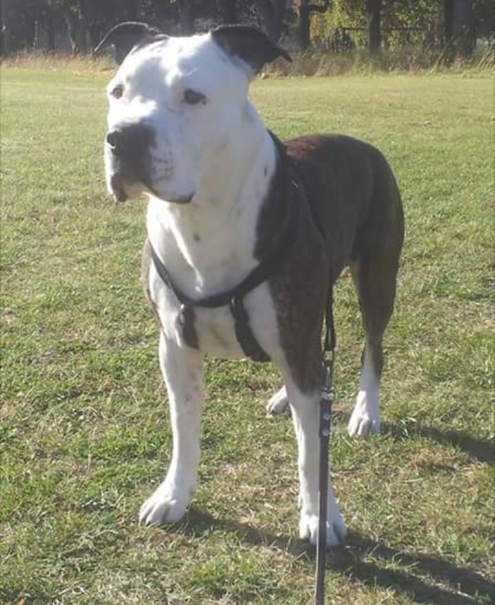 Cuiet426's tweet photo. This Is BULL He Is Truly Best Friend...

#DOG #BULLTHEDOG https://t.co/DsqBWSbX53