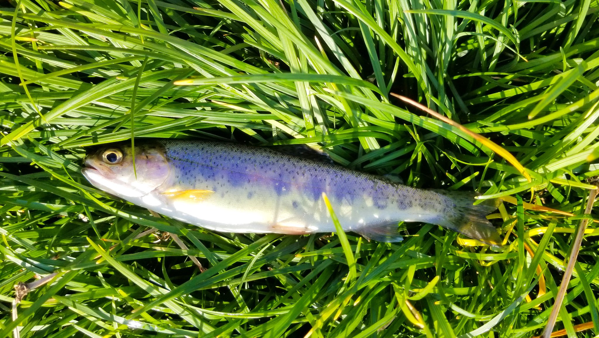 たつ Fishing パーマーク付のニジマスかな この用水路には小さいニジマスもいるんだ T Co 1vujx5sagg Twitter