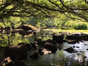 Irrigating your garden during a hosepipe ban dlvr.it/QqyLVR