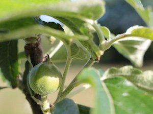 Caring for Young Fruit Trees dlvr.it/QqyLTx