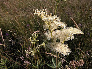 Preserving wild areas in your garden dlvr.it/QqyLVG