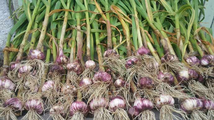 Planting French Garlic in Autumn dlvr.it/QqyLVg
