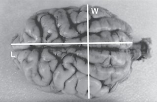 NEW: Brain and Body Size Relations among Spotted Hyenas (Crocuta crocuta)
karger.com/Article/Abstra…