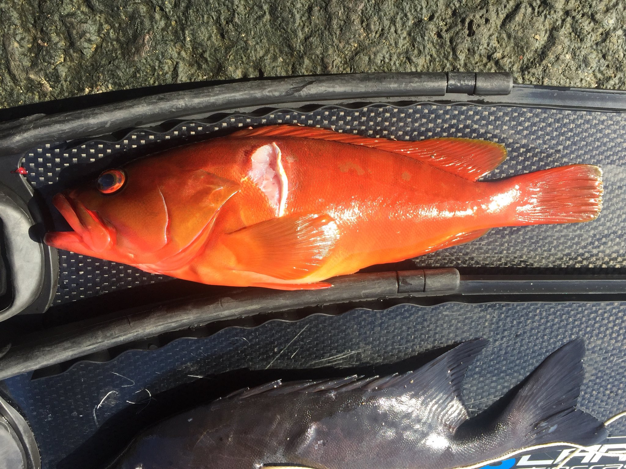 海達 八丈突いとく 外道しか居ないのでお土産にアカハタのお刺身と塩焼き用に突いたら黒く変色するオヤビッチャを突いてきたよ 的を外してしまいグンニョリ曲がったチョッキで突いたら案の定 W シマシマ初めて突いた いつもはブツブツなんで 尖り