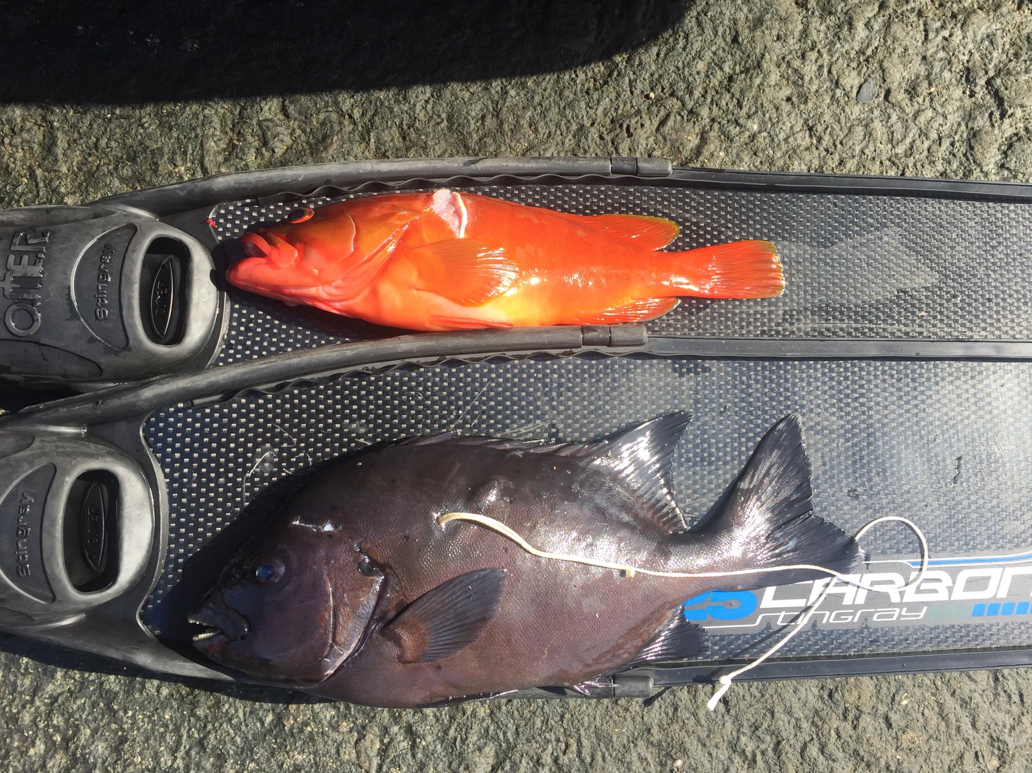 海達 八丈突いとく 外道しか居ないのでお土産にアカハタのお刺身と塩焼き用に突いたら黒く変色するオヤビッチャを突いてきたよ 的を外してしまいグンニョリ曲がったチョッキで突いたら案の定 W シマシマ初めて突いた いつもは