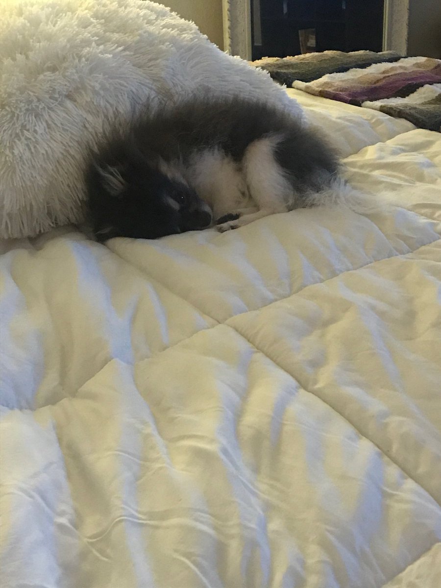 Cloud Lyfe 😴☁️☁️☁️☁️☁️ #pomeranian #vegas #love #son #pommy #doggy #doggo #sleepy