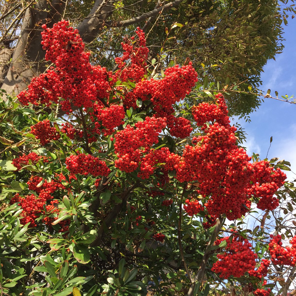 Masashi トキワサンザシ ピラカンサ の実 Fruit Of Firethorn Pyracantha トキワサンザシ ピラカンサ 実 赤い実 秋 晴れ 日差し 暖かい ピラカンサの実 Firethorn Pyracantha Fruit Redfruit Fall Autumn Frucht Rotefrucht Herbst