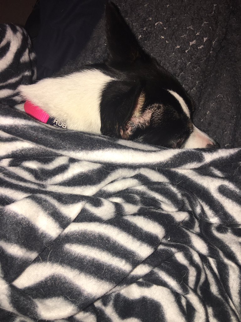 Max_n_Ruby's tweet photo. For the first time ever during #LivePD...Ruby didn't make it to the end... #SheisOut #NightNight #DreamingofLor ❤️🐶🐾 @OfficialLivePD #LivePD #LivePDNation #LivePDFans @LivePDFans #LivePDWatchParty
#WeAreLivePDNation @Craigmyle_Lor #K9Lor https://t.co/TNOm3dC2Ky
