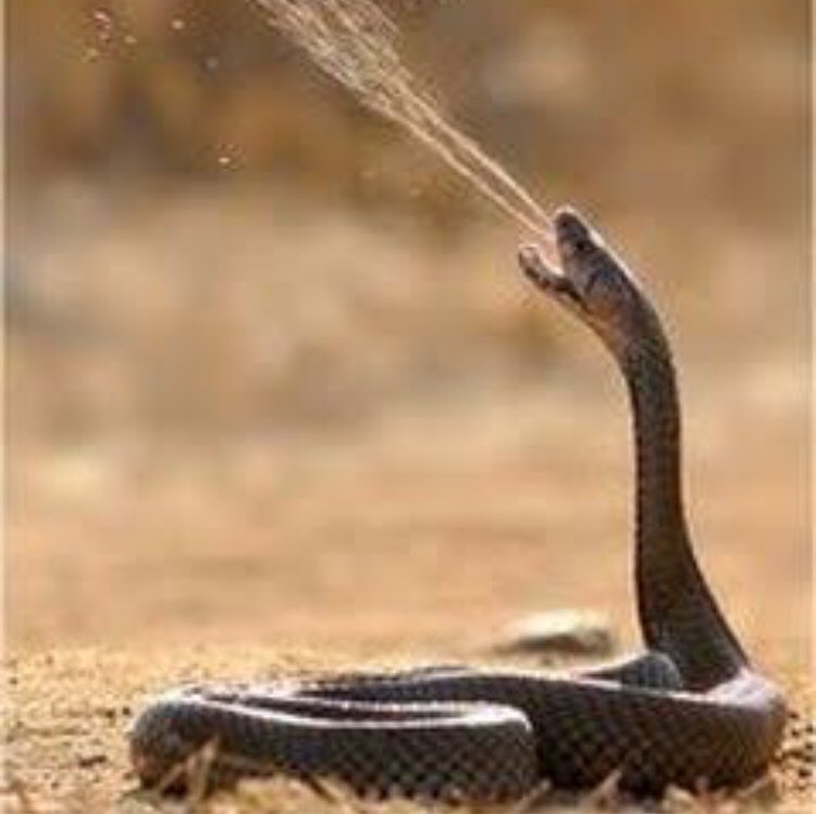 garyhillSA's tweet photo. @glennmcgrath11 Spitting cobras are prolific in Africa too! Check out the Mozambican. Got me in the eyes before too 🐍 https://t.co/Y2mZN467VW