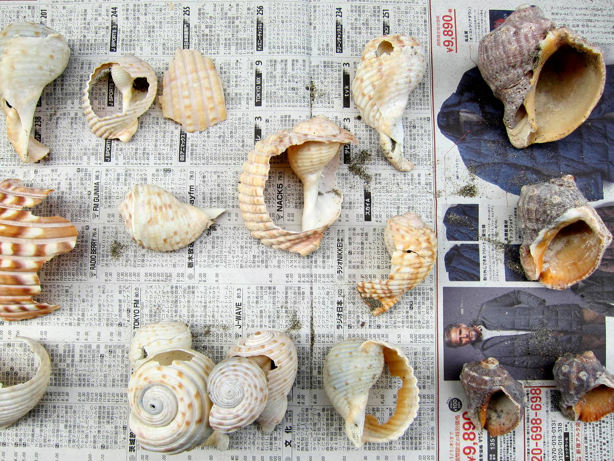 親父ストレンジャー 貝殻拾いの季節となり 今週末は千葉県富津岬にいってきました ここではナミマガシワというキラキラした小さな 丸い貝がたくさん拾えました 色は白黄赤銀とあり アクセサリーなどのホビー素材としても人気です またアカニシや割れた