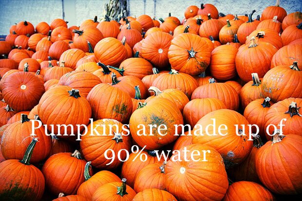 Traylor33's tweet photo. Illinois is known for leading the way in many different agriculture areas. Illinois is the leading producer in pumpkins produced in a year. Illinois pumpkins make up 95% of the U.S. production. Pumpkin growing season in Illinois is from May to October .@WIUAg #WIUAgLife https://t.co/3QdOv91k4u