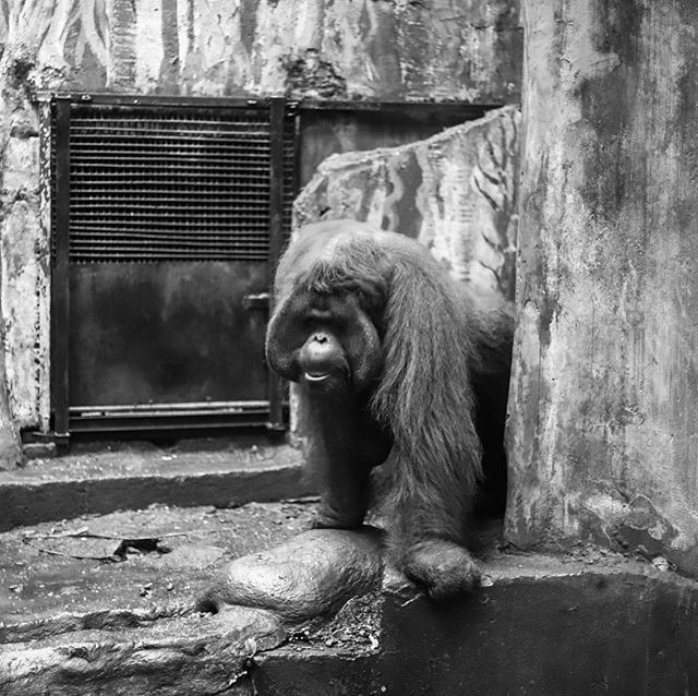 anomadfad's tweet photo. Fascination overload.
.
.
.
.
#monkeyseemonkeydo #orangutang #balizoo #southeastasia #blackandwhite #insta_animals #swingingintomonday #oldmate #amazing_captures #animalplanet #distantrelatives #saynotopalmoil #baliindonesia #instagood #junglebook #where… https://t.co/TaQUmQwOwK https://t.co/E0lwXZmHCh