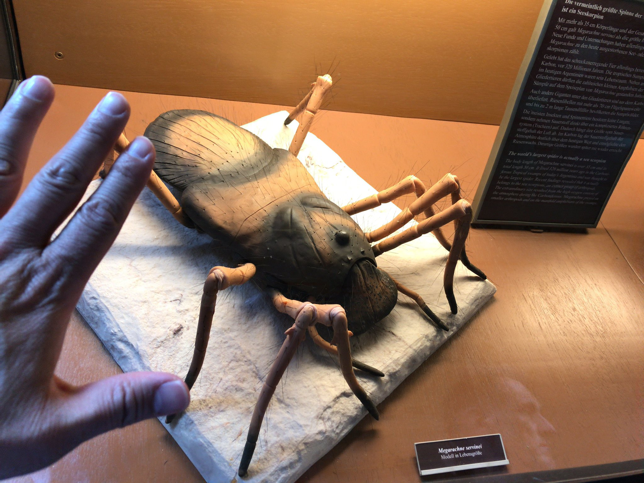 dtmurphree 🐀 on Twitter: "#Megarachne was once thought to be the largest  known spider to have walked Earth, but is now known to be a realatively  small freshwater #Eurypterid. The holotype of