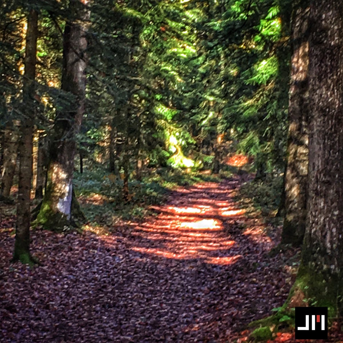 jmleclercq's tweet photo. Sunday morning #forest #nature #iphoneography #photography https://t.co/3TVB3Kk0sr