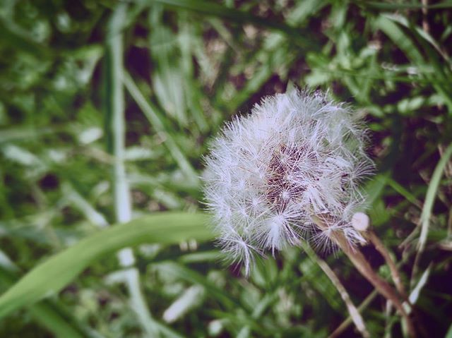 Fluffofdandelion