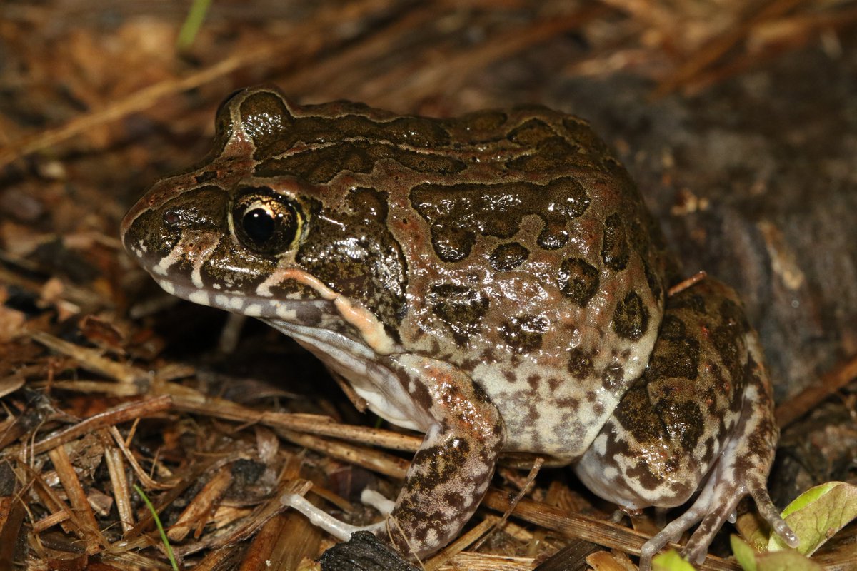 DaneTrembath's tweet photo. Ah, Night 3 of #FrogIDWeek. These are some classic Darwin suburban frogs from the end of my street. Striped Rocket Frog (Litoria nasuta) and Marbled Frog (Limnodynastes convexiusculus) from Darwin.#Darwin. #WildOz #FrogID #abcdarwin https://t.co/DvmbLgSJsW