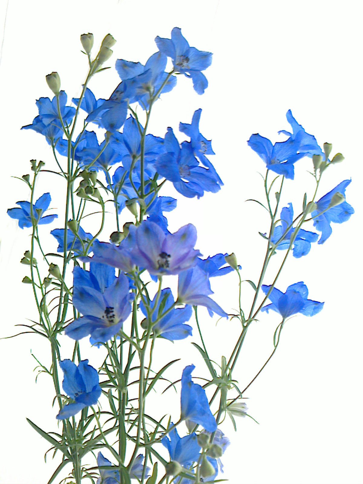 Uzivatel ハナラボノート Na Twitteru デルフィニウムの花言葉 清明 青い花の代表選手 つぼみがイルカの形に似ているので ギリシャ語の Delphinns が花名の由来 和名は 大飛燕草 おおひえんそう ツバメが飛ぶ姿