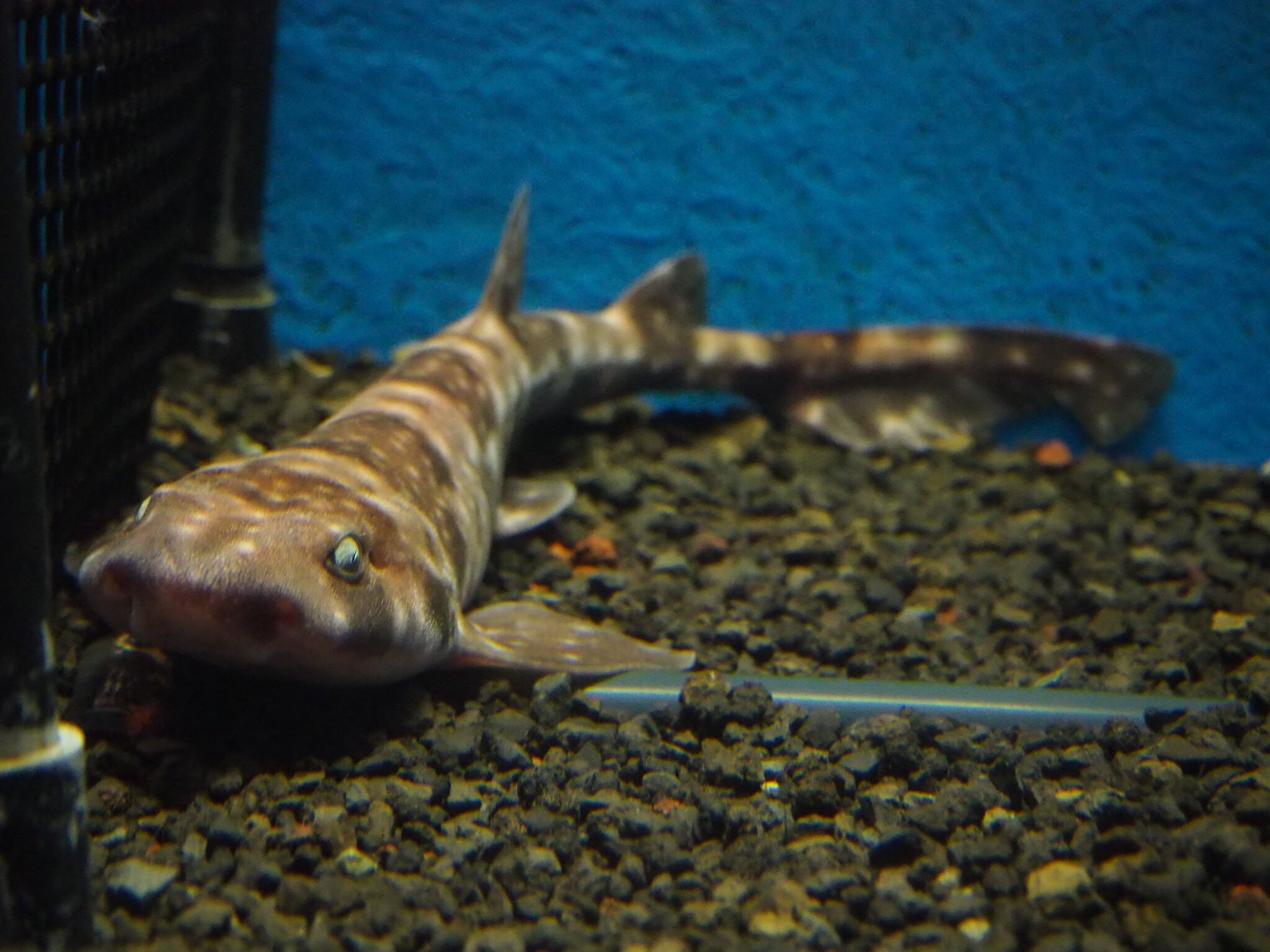 ざうえる 下田海中水族館 サメ編 基本的にはドチザメとネコザメばっかりだけど どの子もアホみたいに巨体でめちゃくちゃ綺麗な子ばかりで 大水槽の環境再現もあってよそのサメ水槽よりも良かったと思います あとイズハナトラザメじゃない新種のトラザメ