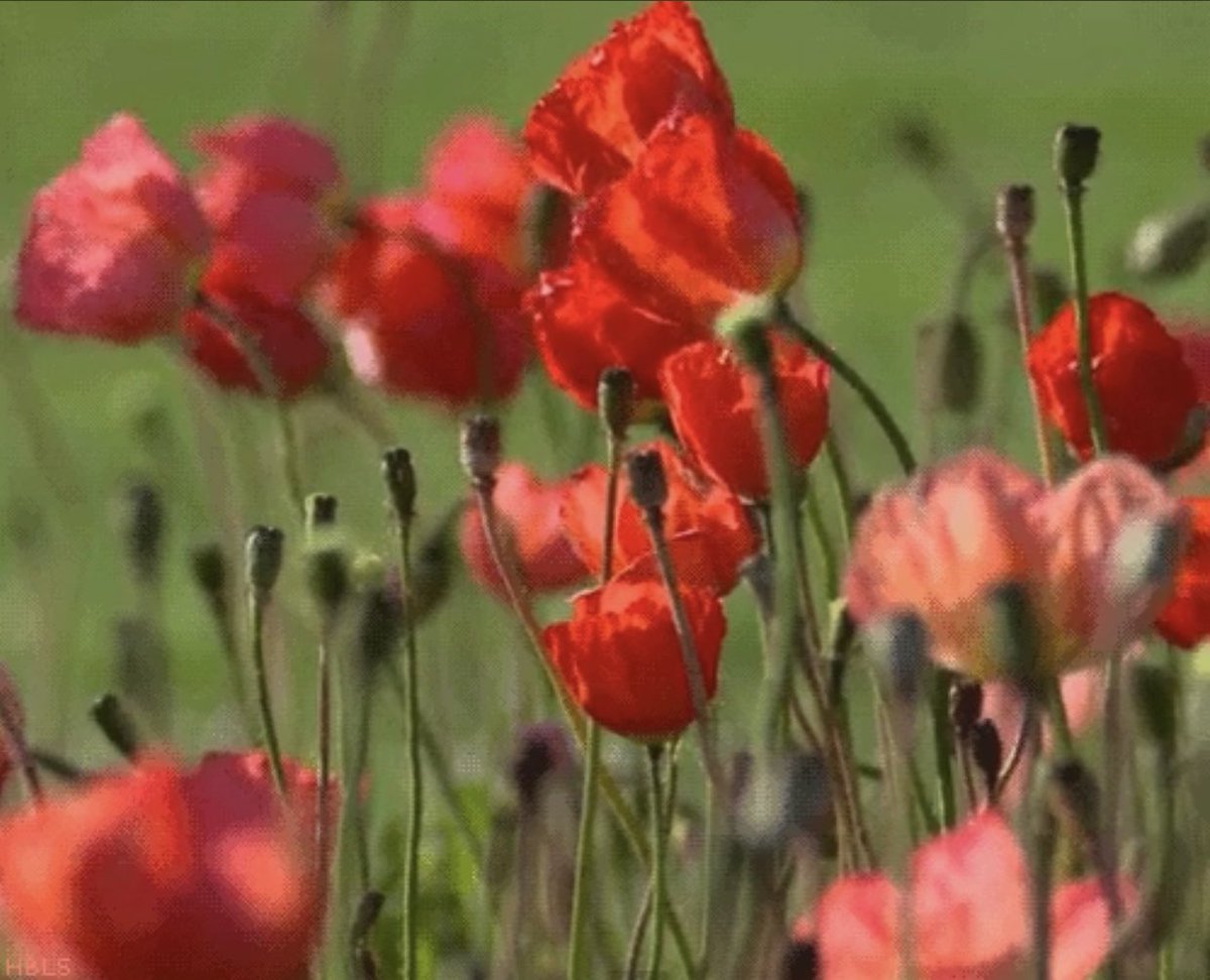 njorogep's tweet image. Today as the world marks the end of WW1, we remember the bravery of many that went to a war and gave their all for a cause they may not have understood. But it was not a happily-ever-after story—despite the lessons, the world has made many mistakes since then. #ArmisticeDay100