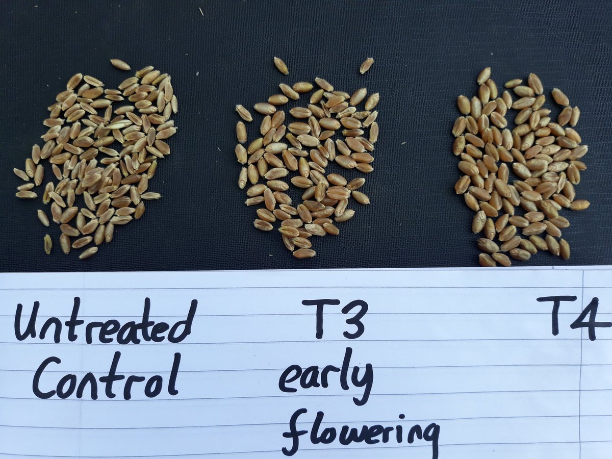 Kenya_Agron's tweet image. Incredible differences in grain quality from Untreated (Fusarium &amp;amp; Stem Rust), final fungicide at T3 (just Stem Rust), and final fungicide at T4. 
#stemrust #fieldtrials #independentagronomy