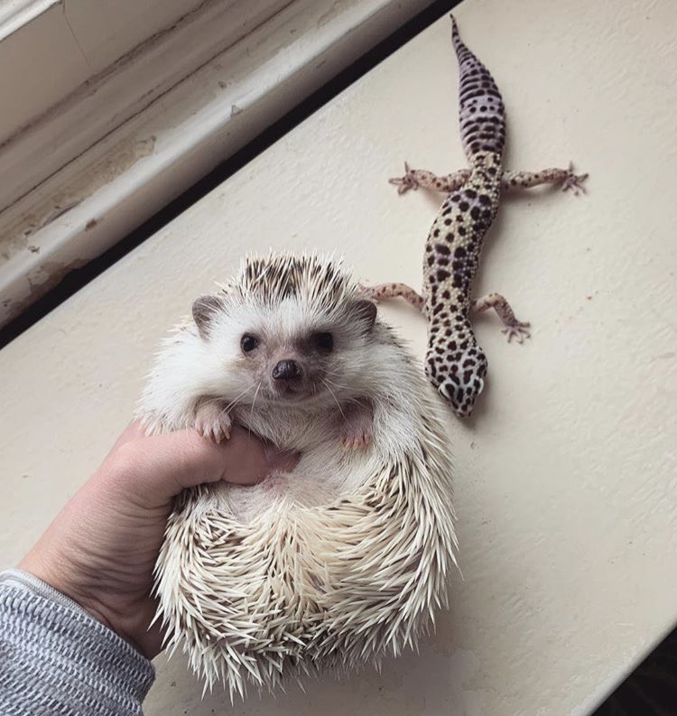 Hedgehog of the Day tweet media