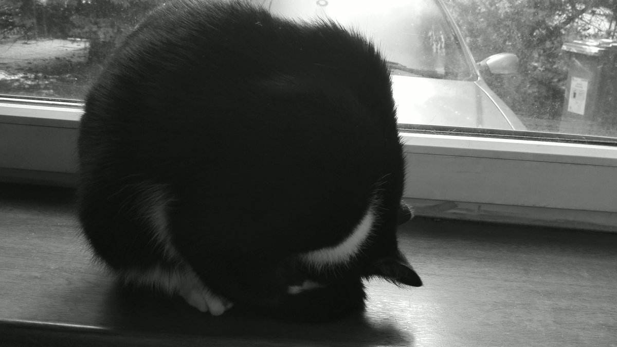 MagdaMswms's tweet image. Zwinąć się w kłębek w pionie i zasnąć...
Kot potrafi
#mójkot