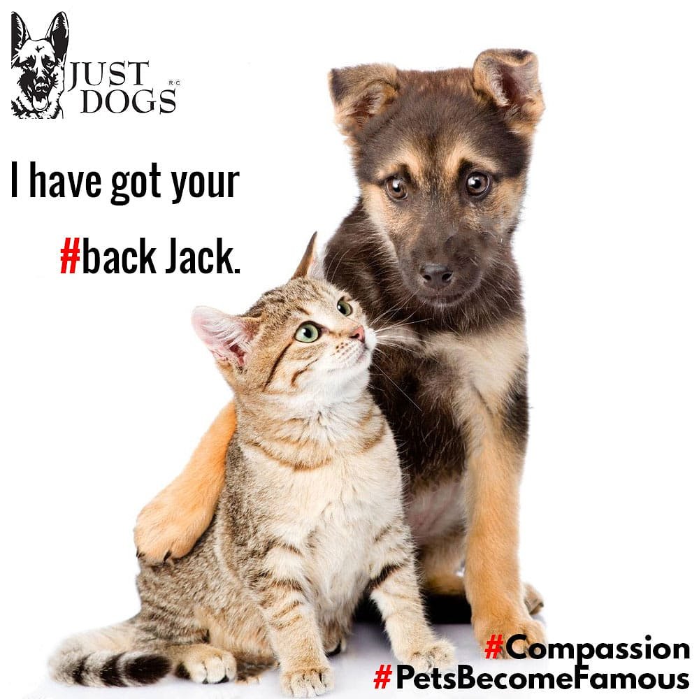 JustMahim's tweet image. #petsbecomefamous send us your pets funny photos and images. The pet with maximum votes will win. And receive gift vouchers from just dogs #justdogsmahim #justdogs