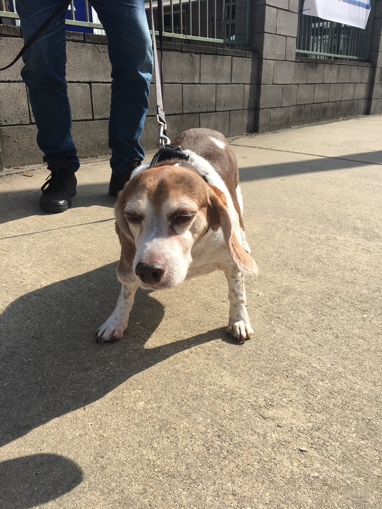 Oak Street Po-Boy Festival tweet media