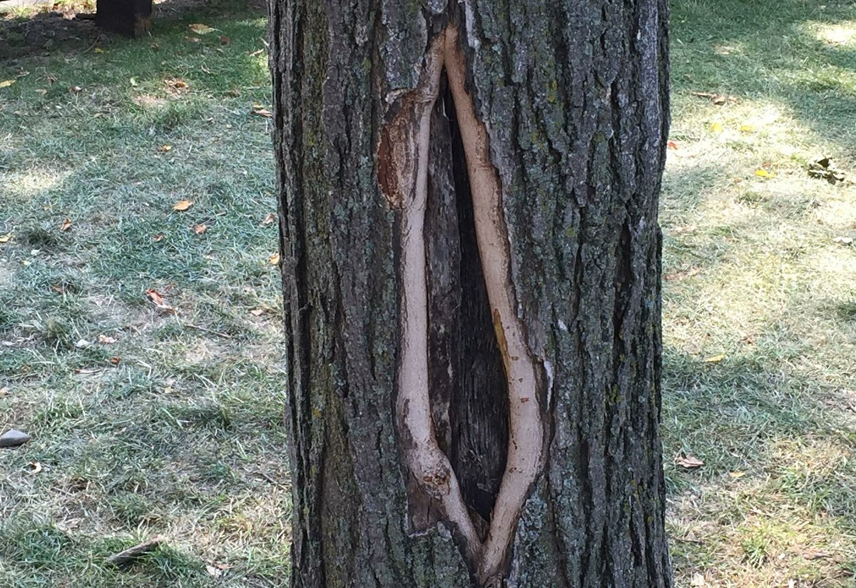 Saint Vagina Seen Blessing A Tree Ian Nicoll