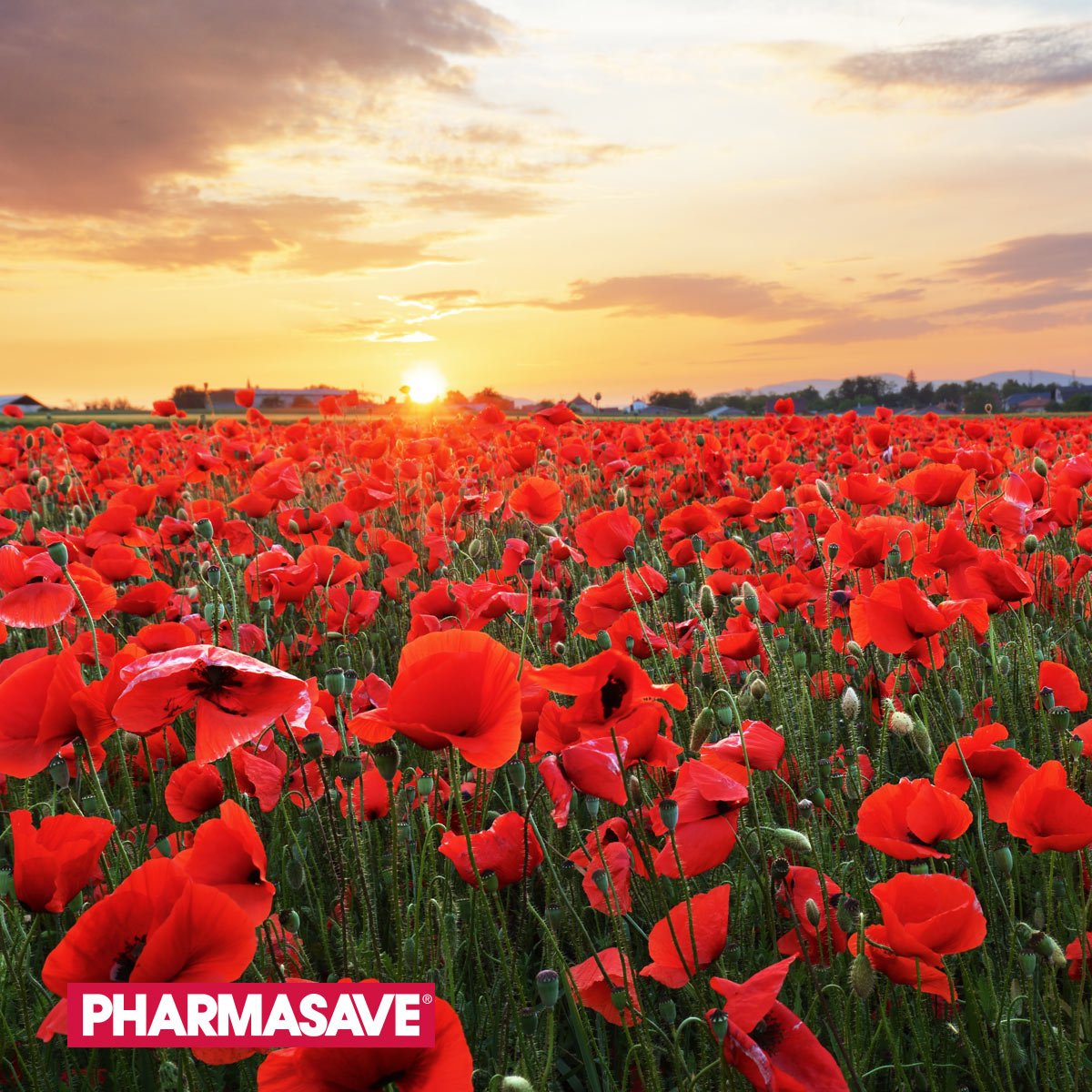 Thank you to all the men and women who fought for our freedom. #LestWeForget #RemembranceDay #LiveWellwithPharmasave