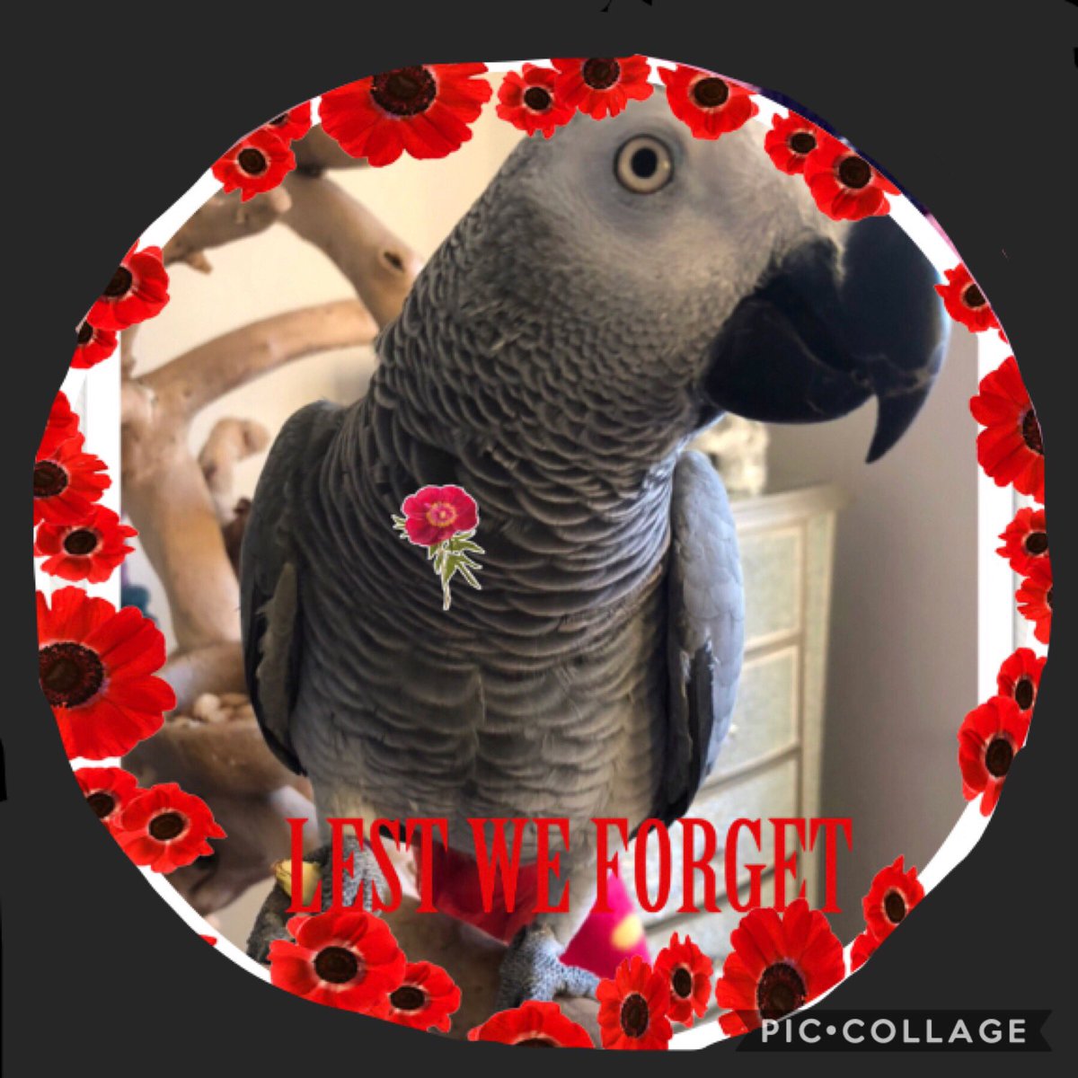 #RemembranceSunday2018 #lestweforget18 wearing my #poppy to show my #respect  #100yearsago #sidTHEparrot