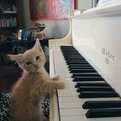 nctpets's tweet photo. meowzart https://t.co/aCZJy72MKK
