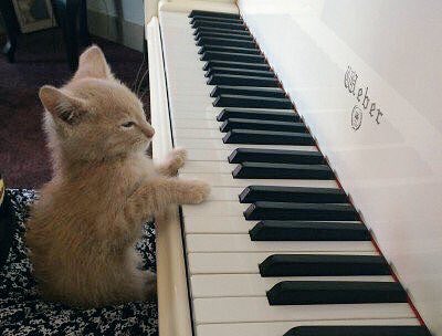 nctpets's tweet photo. meowzart https://t.co/aCZJy72MKK