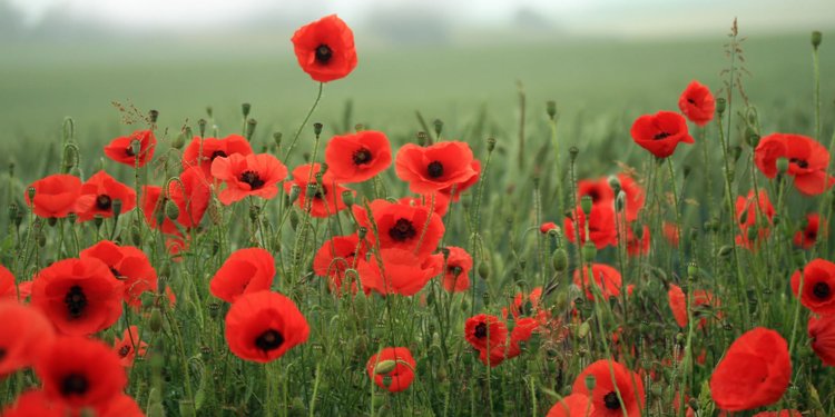 HometownHockey's tweet photo. Today we remember and thank those who have served to protect our country. Lest We Forget. https://t.co/HA3hLLK3Vn